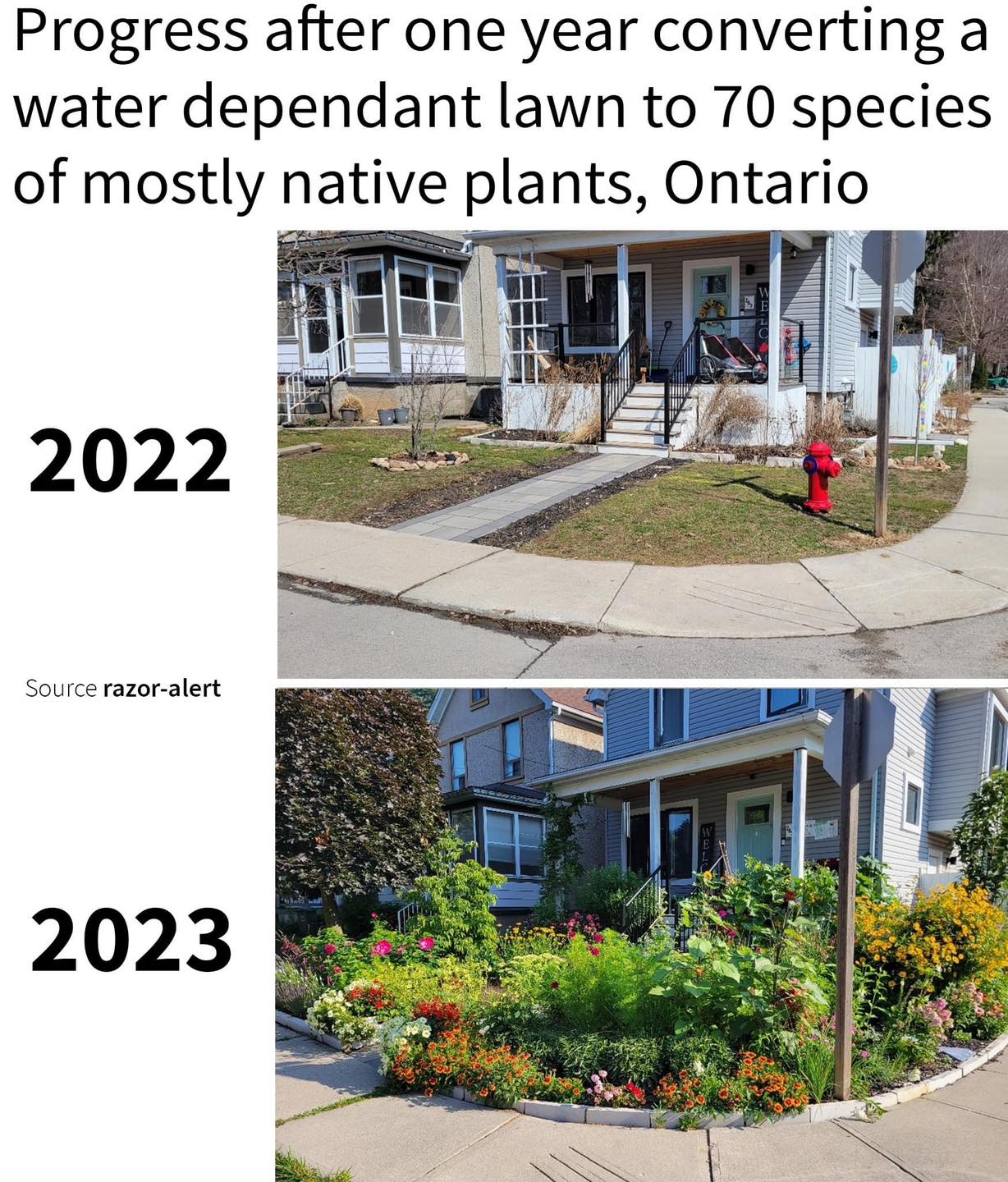 The meme is a humorous comparison of two images of a front yard. The first image, dated 2022, shows a typical suburban lawn with a few trees and some bushes. The second image, dated 2023, shows the same yard transformed into a lush, overgrown garden with a variety of plants and flowers. The text above the images reads, "Progress after one year converting a water-dependent lawn to 70 species of mostly native plants, Ontario."